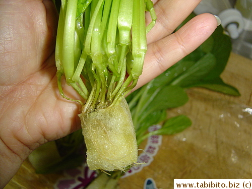 The veggies stay fresher longer with their roots in the moist sponge