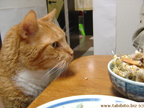 Daifoo stares at the crabs