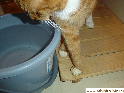His right paw is always wet after he takes a drink