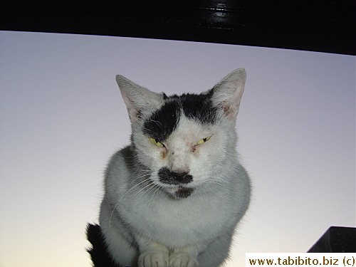 MT is not a good-looking cat