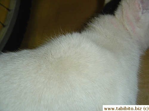 Abnormally pink skin around the ears