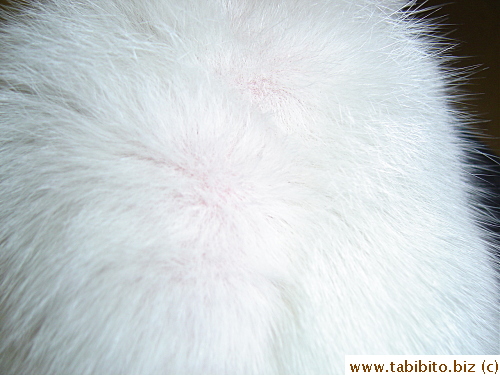 and in the neck region