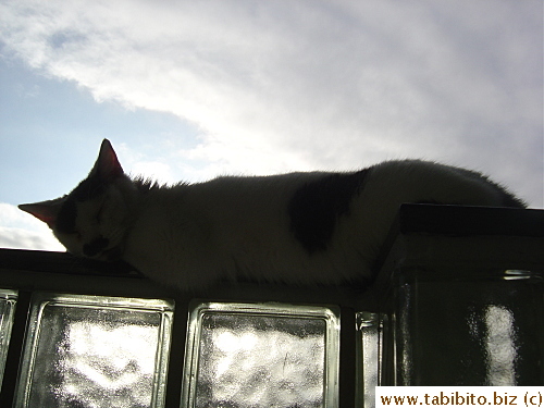 MT relaxing on the glass wall