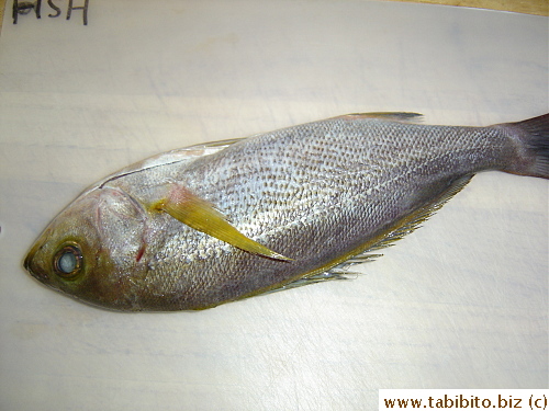 Clueless of what this fish is