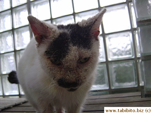 Still many thick crusts on the ears and face