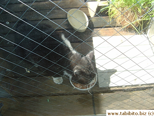 One week after 2dau's injection, can't really tell if he's improved. His condition wasn't that bad to begin with
