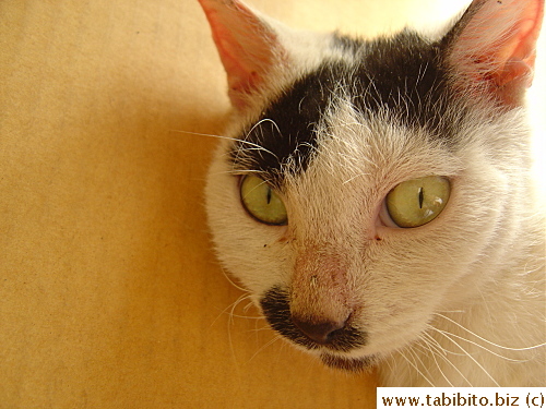 MT at 3.5 weeks after treatment started. She's like a brand new cat with new brow, new eyeliner and fully openable eyes