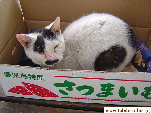 Recuperating in her box in the balcony