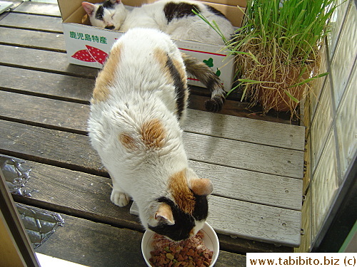 A sick MT didn't care if her mother ate near her (normally she'd have fled)