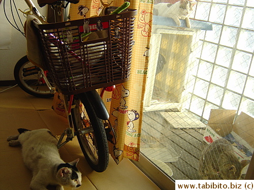 We have a situation here, none of these cats get along with each other