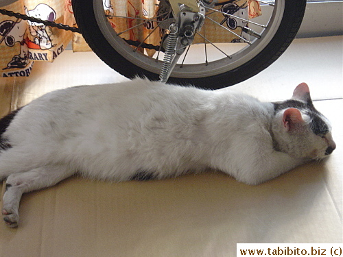 MT doesn't wanna leave 