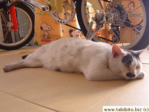 The fattest stray cat in the neighborhood