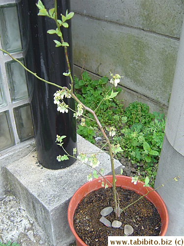 Our new blueberry plant