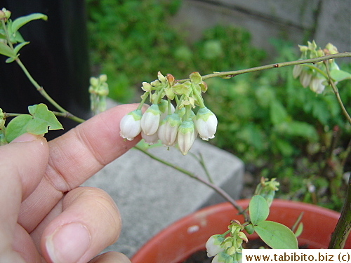 Cute little flowers