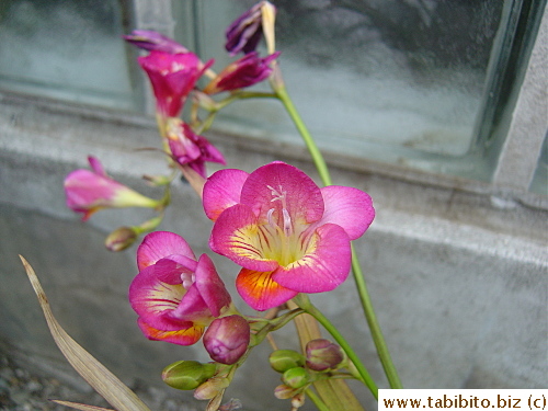 These freesias in a pot just came up by themselves, I think they are from last year or the year before