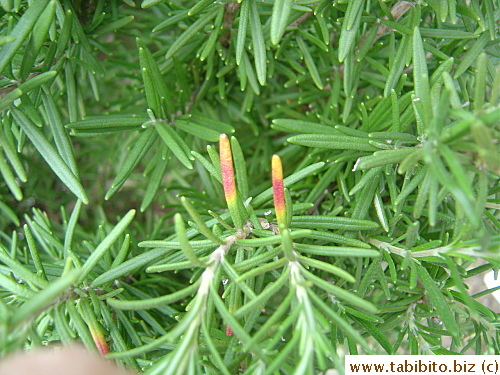 I found four leaves with rainbow colors in our rosemary plant, I've never seen such leaves before