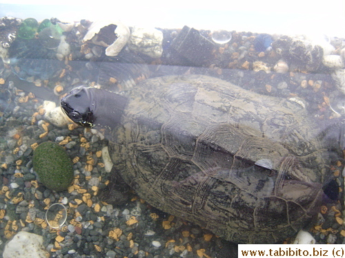 Ishida-san loved their pet turtle (I think it's 9 years old)