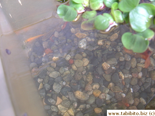 They also have some small fishies in the balcony