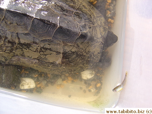 We found a dead fish and my friend fed it to the turtle but it didn't eat it