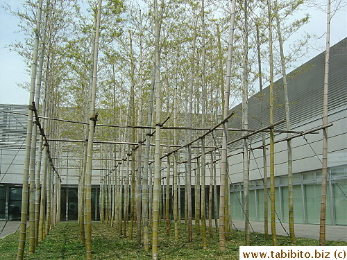 Bamboo in the atrium