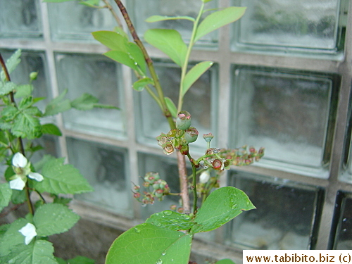 Baby blueberries!