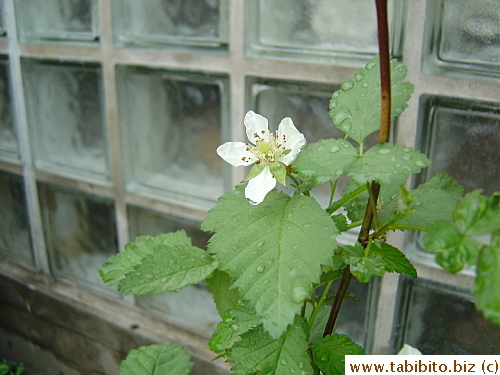 A boysenberry flower