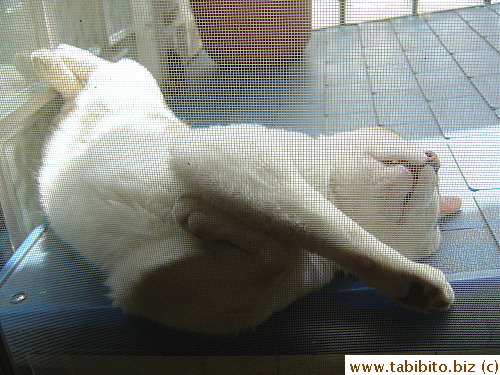 He stretched a bit but didn't change his pose much