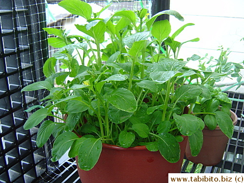 As always, I over-sowed seeds
