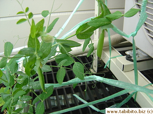 Sugarsnap peas are doing well in just a styrofoam box