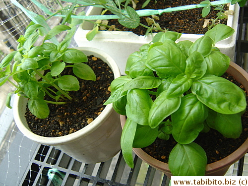 Basil is also growing well