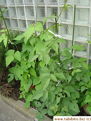 Lots of growth in the front