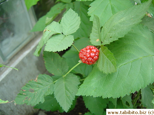 A second boysenberry forming