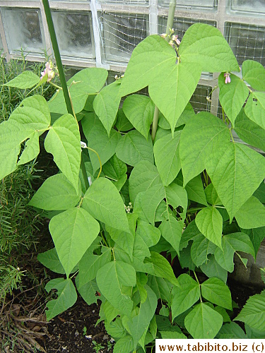 Beans