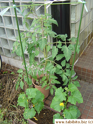 Tomato and cucumbers
