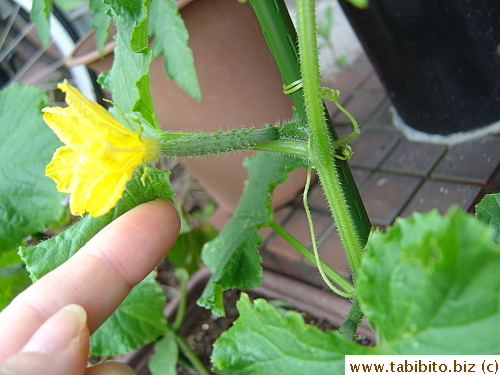 Baby cuke!