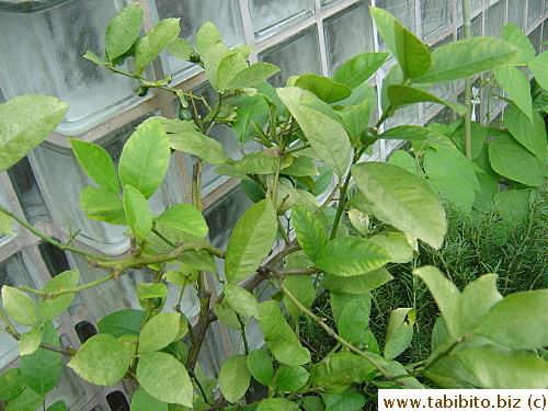 First time ever the lemon tree has so many fruits