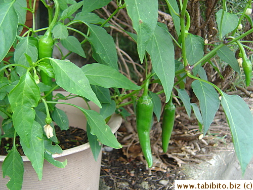 Chillies are the easiest thing to grow. I planted these from seeds, crammed too many in a small pot but they just thrive with no pests or anything