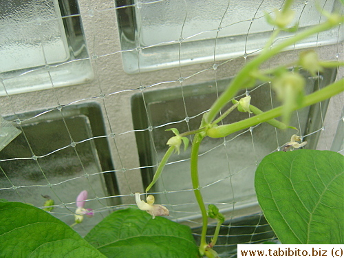 Before we bought poles for them to climb, I just stuck a plastic nylon mesh on the glass brick wall and weave the tiny stalk in and out the holes and it seems to work well this way