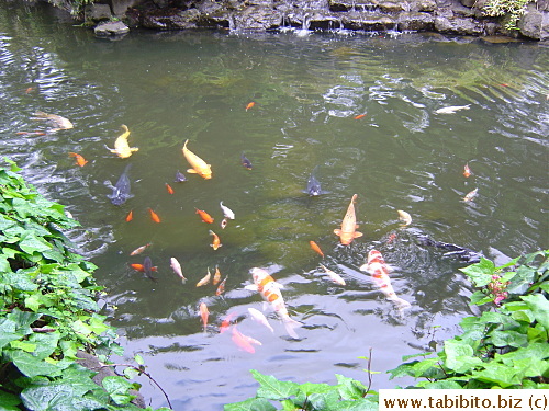 A koi pond outside the store