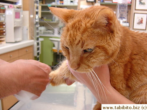 The vet taping his IV
