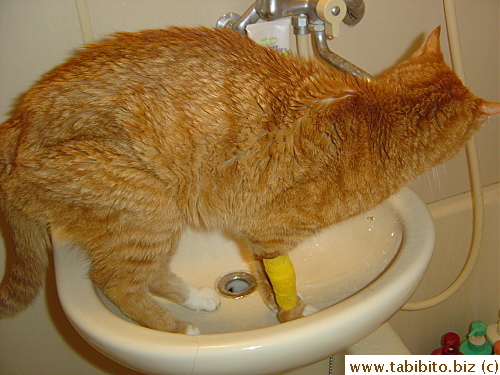 As weak as he is, he still manages to climb into the sink to drink, I guess old habit dies hard