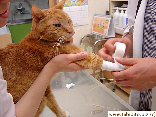 The vet fixing his IV