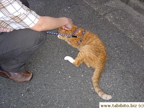 But he pretty much just sat on the street (too tired maybe?)