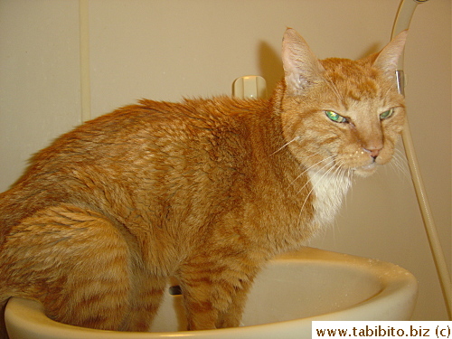 He loved to drink from the faucet up till the end when he could still stood up