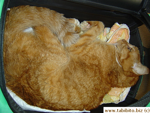 Daifoo returned home one last time with no pain