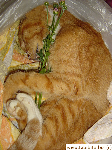 Daifoo would go to the funeral home with flowers