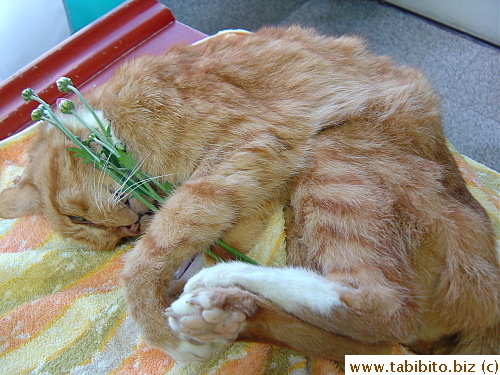 We said our farewell, gave him kisses and patted him for the final time in the cremation room