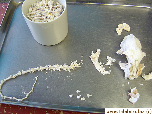 The tail bones had been neatly rearranged while we were picking up bones