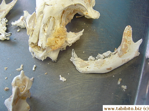 Some of his teeth are intact