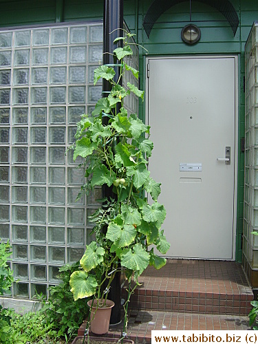 They are taller than the door